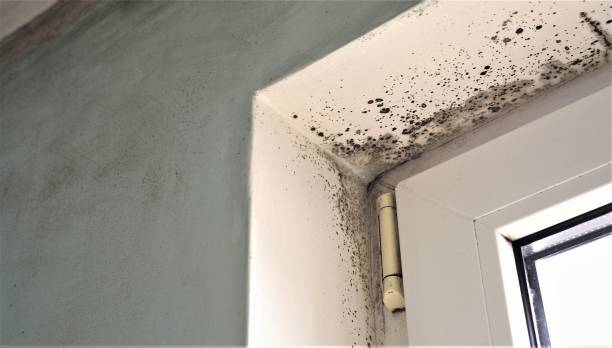 Best Basement Mold Removal  in Blue Springs, MO