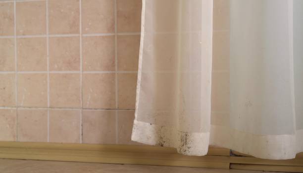 Best Emergency Mold Remediation  in Blue Springs, MO