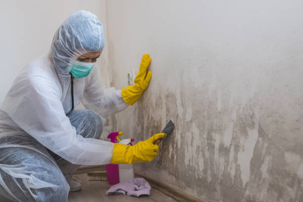 Best Post-Construction Mold Inspection  in Blue Springs, MO