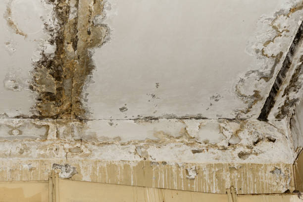 Best Mold Documentation for Insurance Claims  in Blue Springs, MO