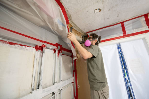 Professional Mold Removal in Blue Springs, MO