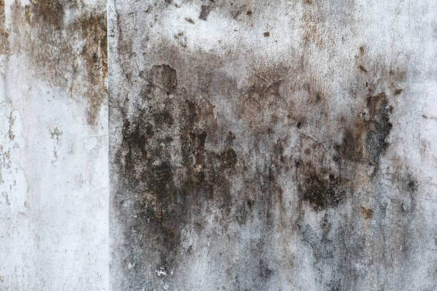 Best Comprehensive Air Testing for Mold Contaminants  in Blue Springs, MO
