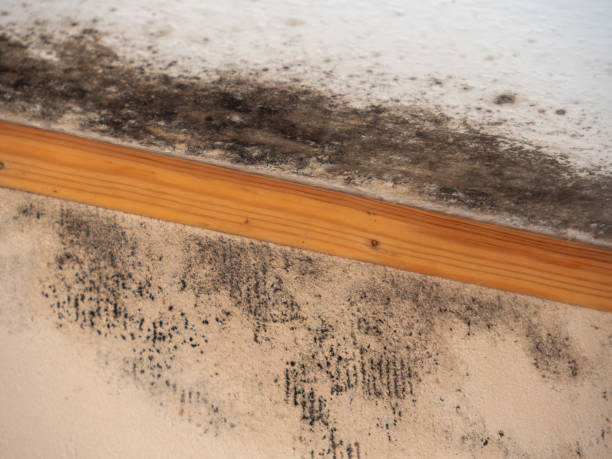 Mold Remediation for Rental Properties in Blue Springs, MO