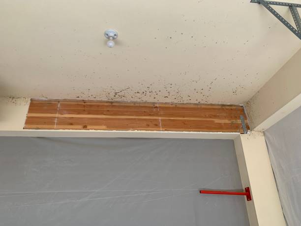 Mold Removal for HVAC Installations in Blue Springs, MO