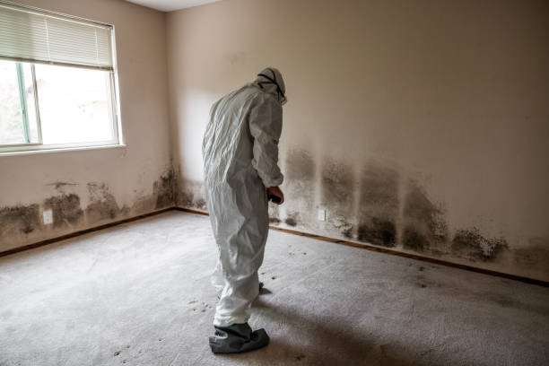 Mold Remediation for Vacation Homes in Blue Springs, MO