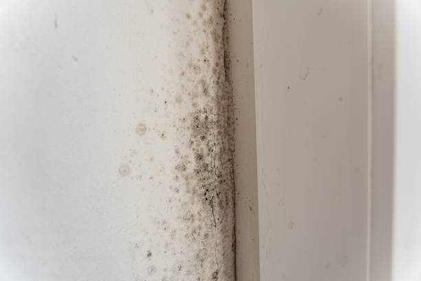 Best Mold Remediation for Rental Properties  in Blue Springs, MO